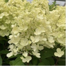 Aedhortensia Living Milk and Honey