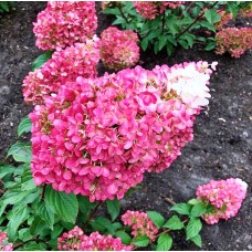 Aedhortensia Living Strawberry Blossom