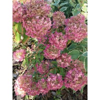 10 метельчатых гортензий всего за 18.90€! ????