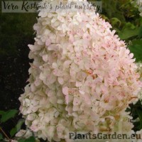 Aedhortensia Mega Pearl