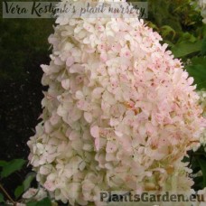 Aedhortensia Mega Pearl