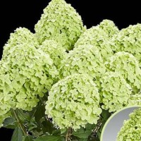 Aedhortensia Pancetta