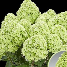 Aedhortensia Pancetta