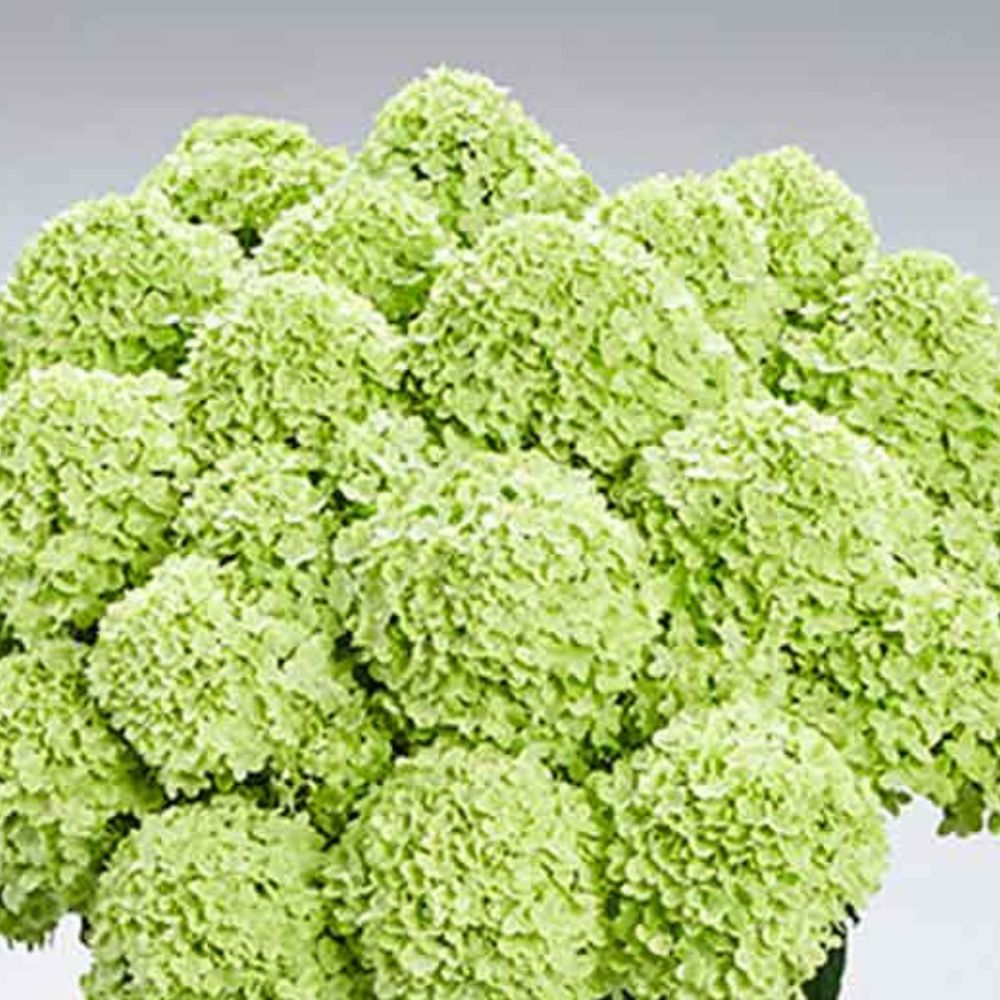 Aedhortensia Pantera Aedhortensia Pantera