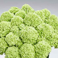 Aedhortensia Pantera