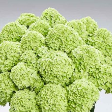 Aedhortensia Pantera