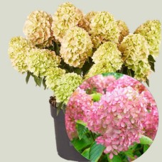 Гортензия  Pantheon