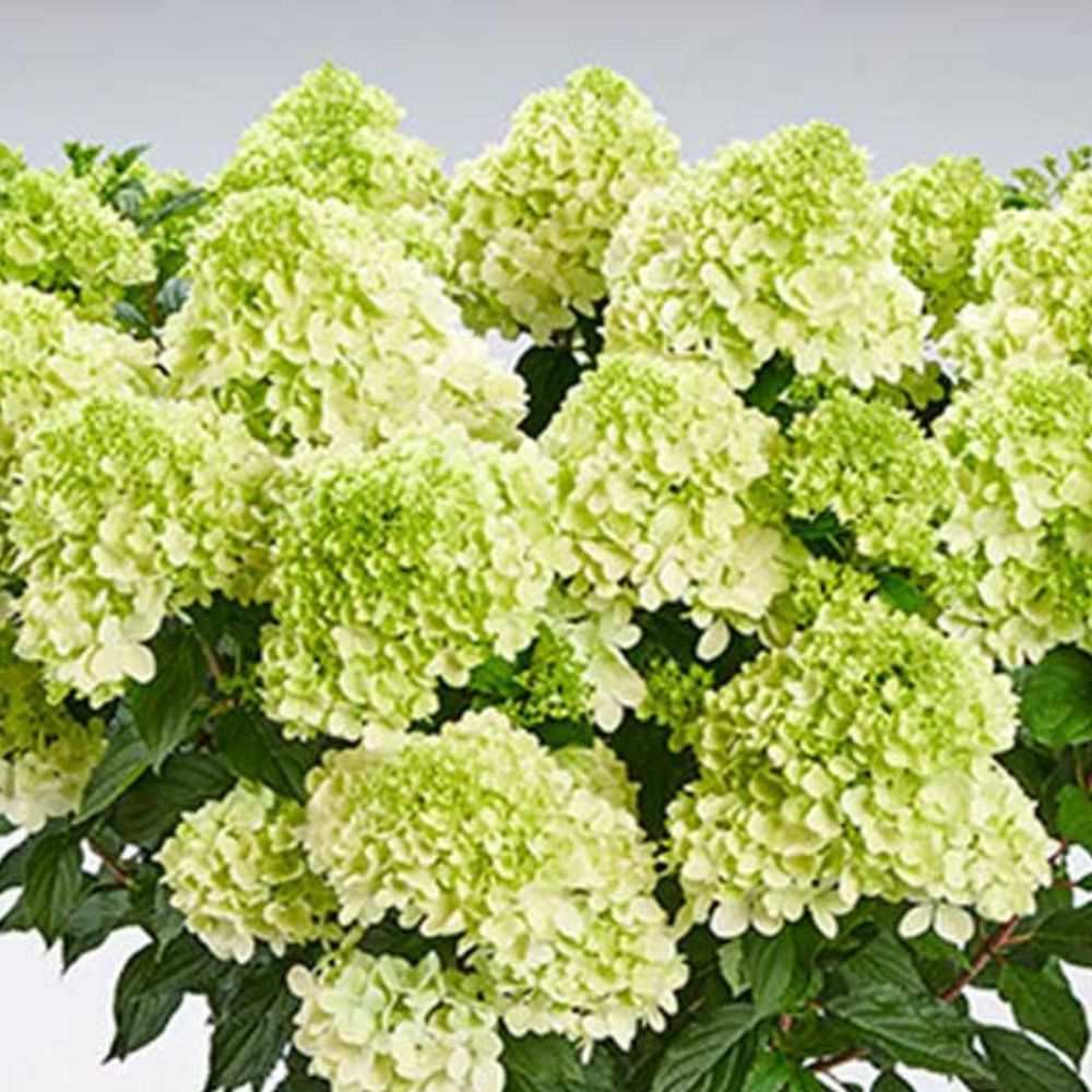 Aedhortensia Pantonella Aedhortensia Pantonella