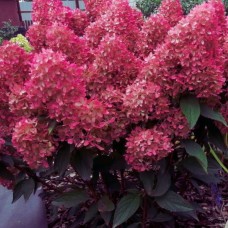 Aedhortensia Petite flori