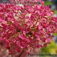 Puishortensia Pink Annabell