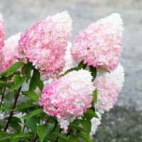 Aedhortensia Pink and rose