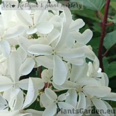 Aedhortensia Star Rose