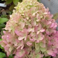 Aedhortensia Summer breeze