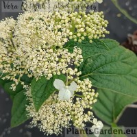 Puishortensia White Dome