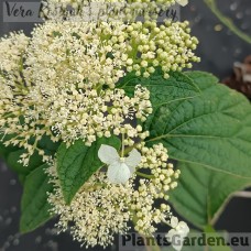 Puishortensia White Dome