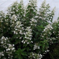 Aedhortensia White goliath