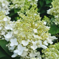 Aedhortensia Baby Lace