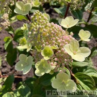 Aedhortensia Bee Happy