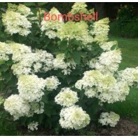 Aedhortensia Bombshell