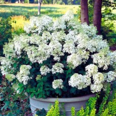 Aedhortensia Bombshell