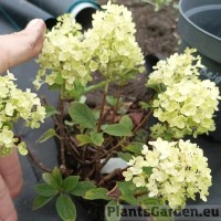 Aedhortensia Brightlight