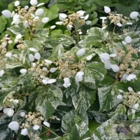 Harilik lõhikhortensia BURST OF LIGHT®