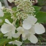 Aedhortensia Butterfly