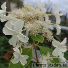 Aedhortensia Butterfly