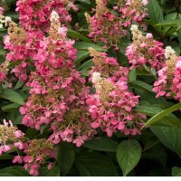 Aedhortensia Candlelight