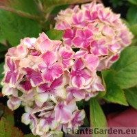 Suurelehine hortensia Candy Heart