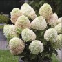 Aedhortensia Candy Love (Summer Love)