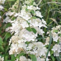 Aedhortensia Confetti