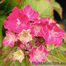 Suurelehine hortensia Curly Pink