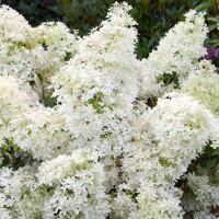 Aedhortensia Dentelle de Gorron