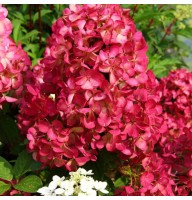 Aedhortensia Diamant rouge