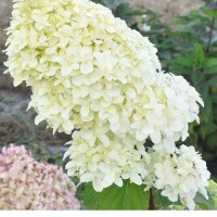 Aedhortensia Diamantino