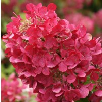 Aedhortensia Diamant Rouge