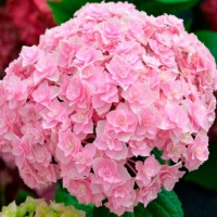 Suurelehine hortensia Doppio Nuvola