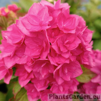 Suurelehine hortensia Double Pink
