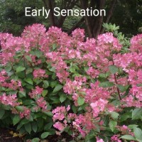 Aedhortensia Early Sensation