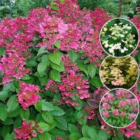 Aedhortensia Early Sensation 1 tk.