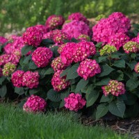 Suurelehine hortensia Endless Summer® Love