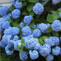Suurelehine hortensia Endless Summer® The Original Blue