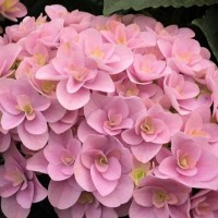 Suurelehine hortensia Premium Florentina Pink
