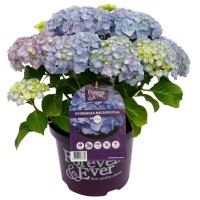 Suurelehine hortensia Forever & Ever® Hortbux Blue