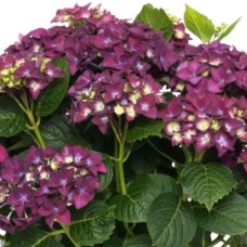 Suurelehine hortensia Forever & Ever® Purple