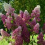 Aedhortensia Fraise Melba