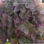 Aedhortensia Graffiti