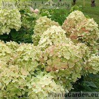 Aedhortensia Graffiti