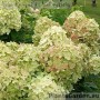 Aedhortensia Graffiti